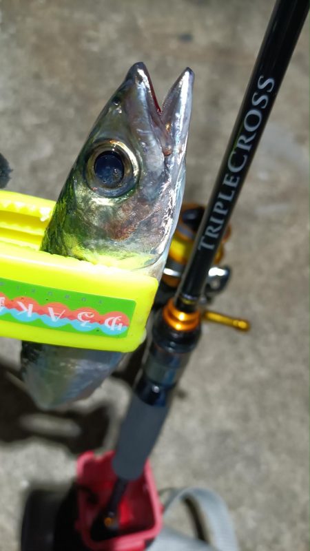 2024/01/08 南港ライトゲーム釣行 (アジ狙い)