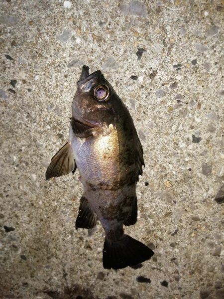 メバル釣れてます