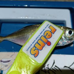 2024/01/15 南港ライトゲーム釣行 (アジ狙い)