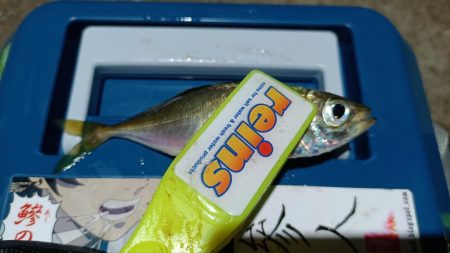 2024/01/15 南港ライトゲーム釣行 (アジ狙い)