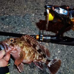 2024/01/16 南港ライトゲーム釣行 (ロックフィッシュ狙い)