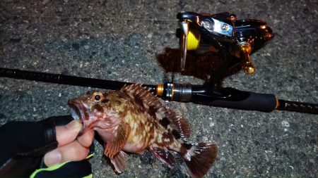 2024/01/16 南港ライトゲーム釣行 (ロックフィッシュ狙い)