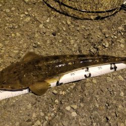 ボトムシーバス狙いでそっちか！！