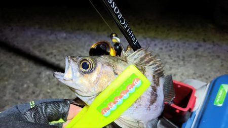 2024/01/27 南港ライトゲーム釣行 (メバル狙い)