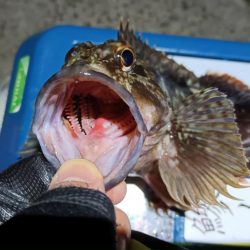 2024/01/28 南港ライトゲーム釣行 (ロックフィッシュ狙い)