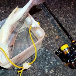 2024/01/29 南港ライトゲーム釣行 (一応メバル狙い？)