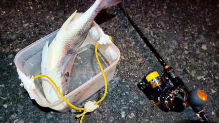 2024/01/29 南港ライトゲーム釣行 (一応メバル狙い？)