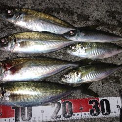 なんとか尺アジ