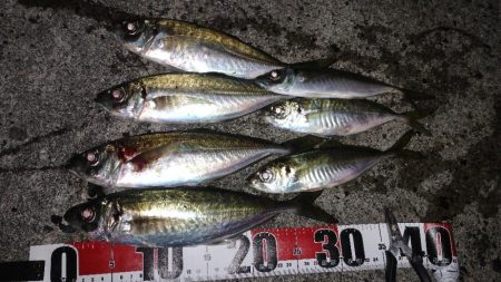 なんとか尺アジ