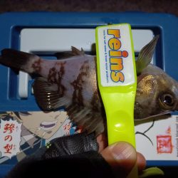 2024/01/30 南港ライトゲーム釣行 (ロックフィッシュ狙い)