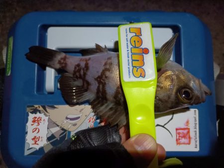 2024/01/30 南港ライトゲーム釣行 (ロックフィッシュ狙い)