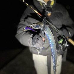 1月でもまだまだ大量回遊!!