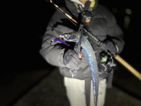 1月でもまだまだ大量回遊!!