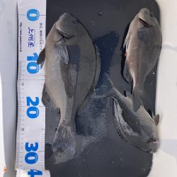 初のグレフカセ1日目