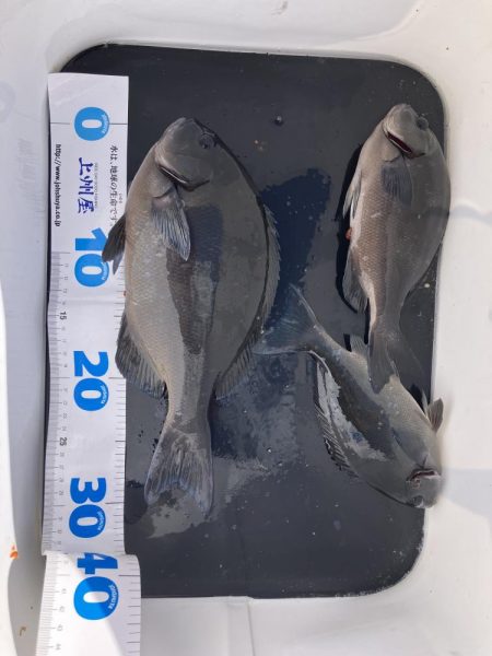 初のグレフカセ1日目