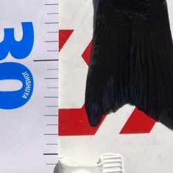 初のグレフカセ二日目！