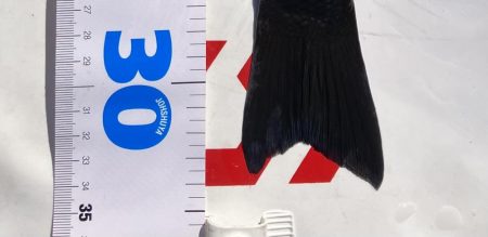 初のグレフカセ二日目！