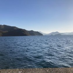 初釣りはサゴシ