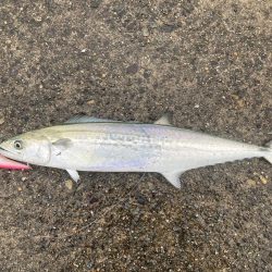 久しぶりのマルチヒット