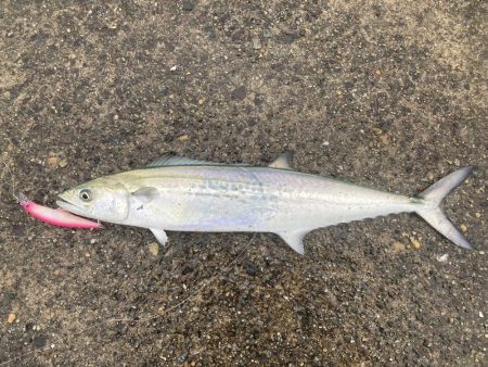 久しぶりのマルチヒット