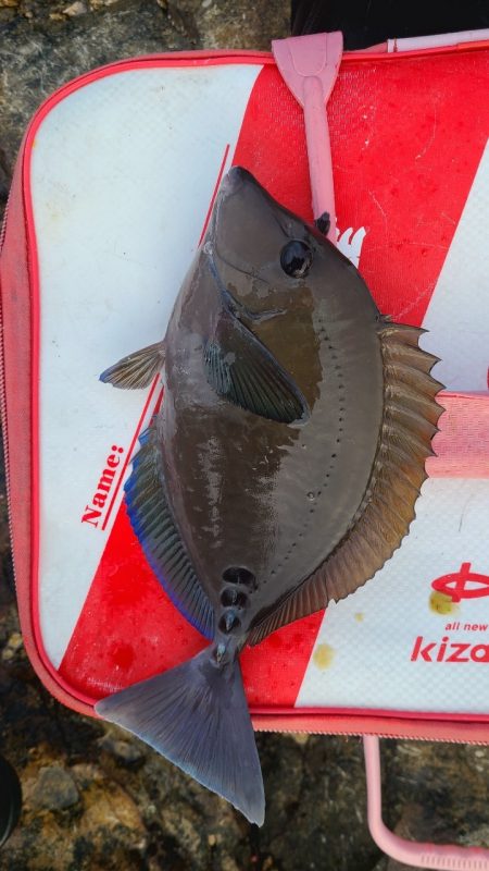 和歌山市江(吉丸渡船)で磯フカセ