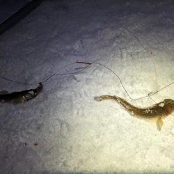 小樽港でカワガレイ、ハゼとチカ上がる！！　ニシン釣れず