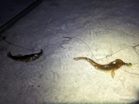 小樽港でカワガレイ、ハゼとチカ上がる！！　ニシン釣れず