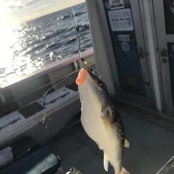 室津のカットウフグ