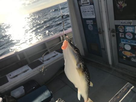 室津のカットウフグ