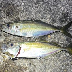 夕まずめ~アジング