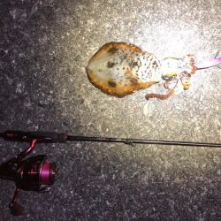 【2024年初イカ！】徳島遠征