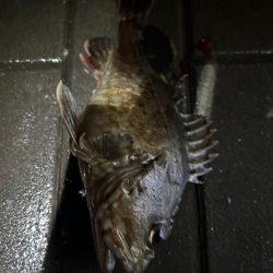 久しぶりのコスモ