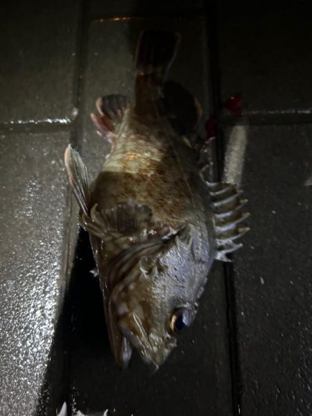 久しぶりのコスモ