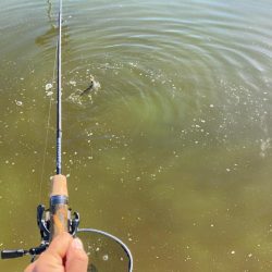 2時間かめプーで釣り&#x1f3a3;