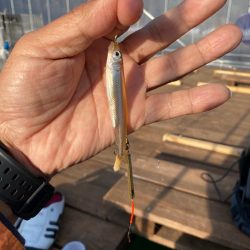 ワカサギ釣り
