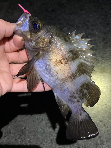 初釣りはメバリング