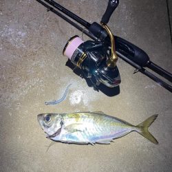 ナイトアジング