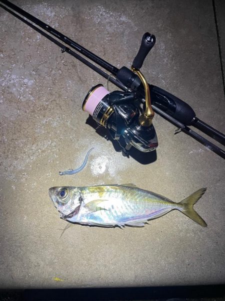 ナイトアジング