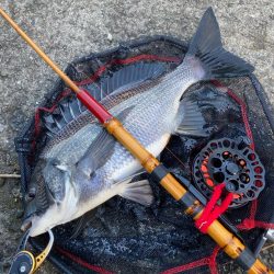 ヘチってきました