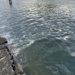 今日も今日とて