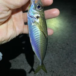 メバルを求めてアジ三匹