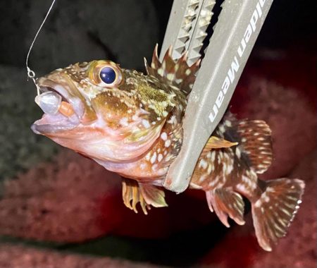 ナイトメバリング