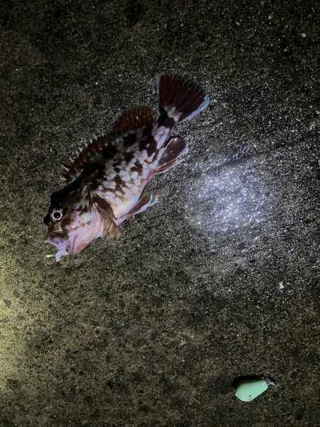 ガシラ釣れてます