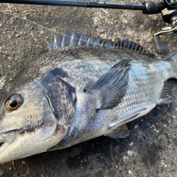 アーバンクローラー無双の日