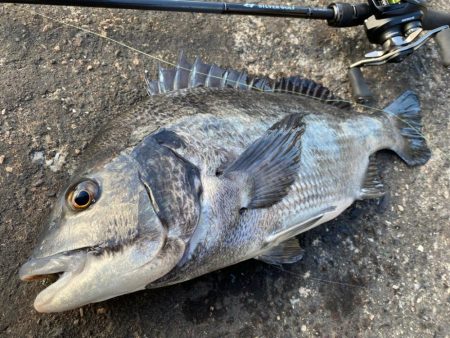 アーバンクローラー無双の日