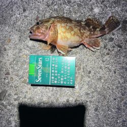 ナイトアジング