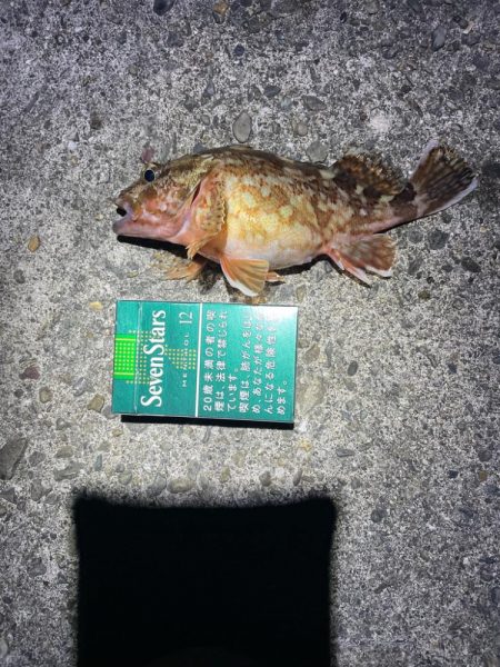 ナイトアジング