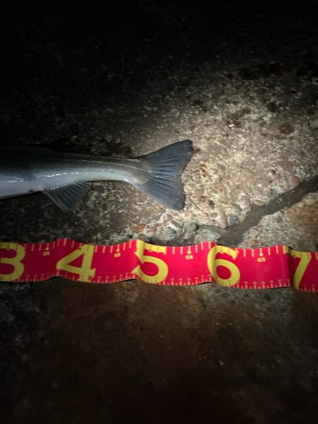 寒中シーバスは最高！