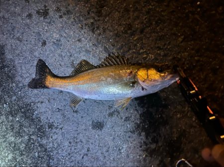 風が強くなる前に