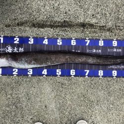 😱アナコンダ😱